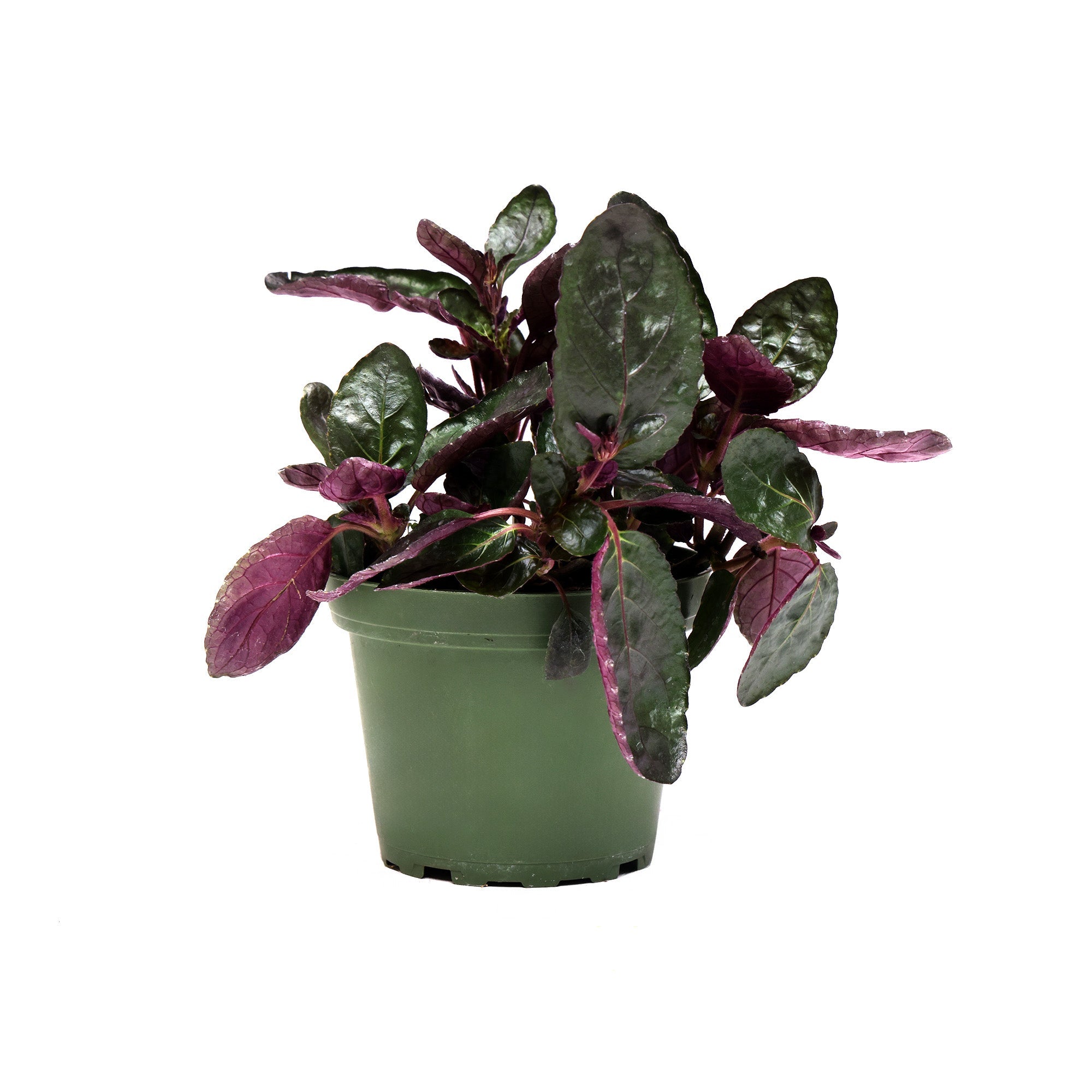 A Waffle Plant 4 Inches in a light green pot with dark green and purple leaves, isolated on a white background. The plant is showcasing vibrant, shiny oval-shaped leaves with purple undersides.