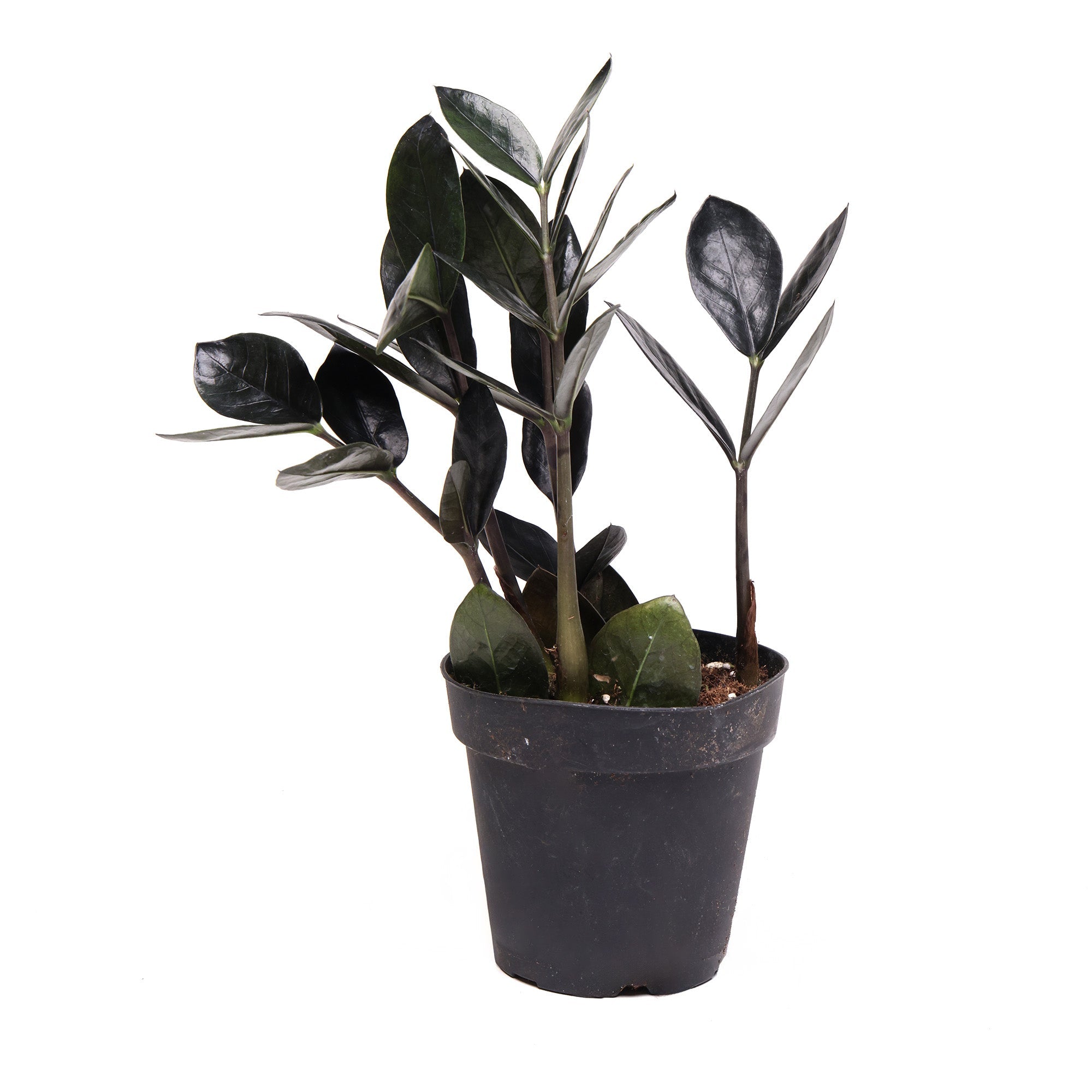 A Chive Studio 2024 ZZ Plant 4 Inches with a few thick, dark green, and glossy leaves. The plant is in a black plastic pot filled with soil. The background is white and the plant appears healthy.