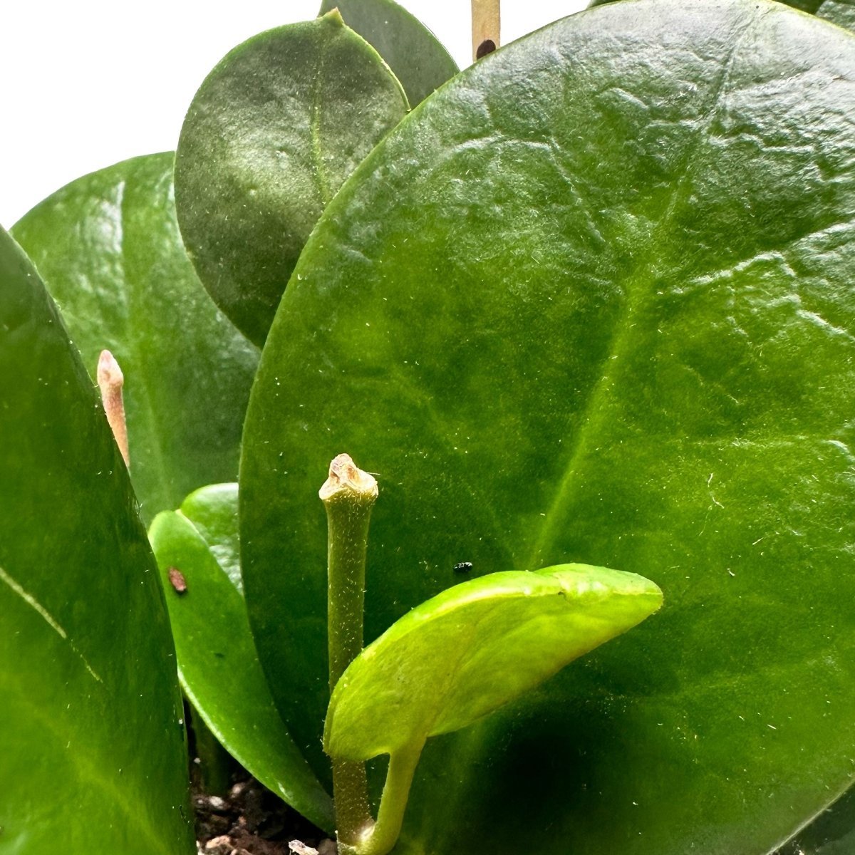 Potted Hoya Australis 4" in Dojo - Chive Plant Studio - Potted Plants - Chive Plant Studio