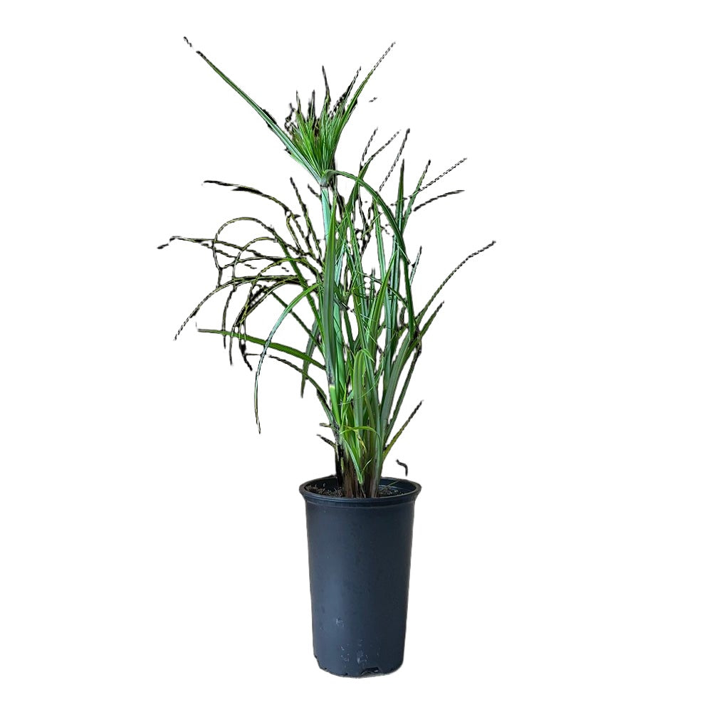 Cyperus Papyrus 5 Inch Pot - Chive Plant Studio - Plants - Chive Studio 2024