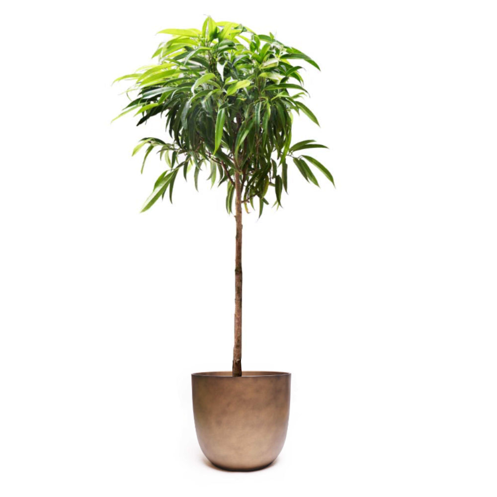 A single, slender Ficus Alii from Chive Plant Studio, featuring a tall, thin trunk and a lush canopy of elongated green leaves, set against a plain white background. The 12 inch pot is smooth and matte brown with a slightly rounded shape.