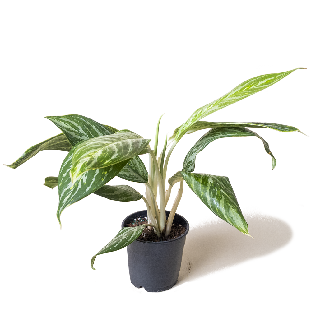 A potted Aglaonema Gold Madonna 5 Inch Pot plant with variegated leaves in shades of green and white, situated on a translucent background, ideal for indoor settings by Chive Studio 2024.