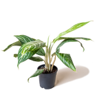 A potted Aglaonema Gold Madonna 5 Inch Pot plant with variegated leaves in shades of green and white, situated on a translucent background, ideal for indoor settings by Chive Studio 2024.