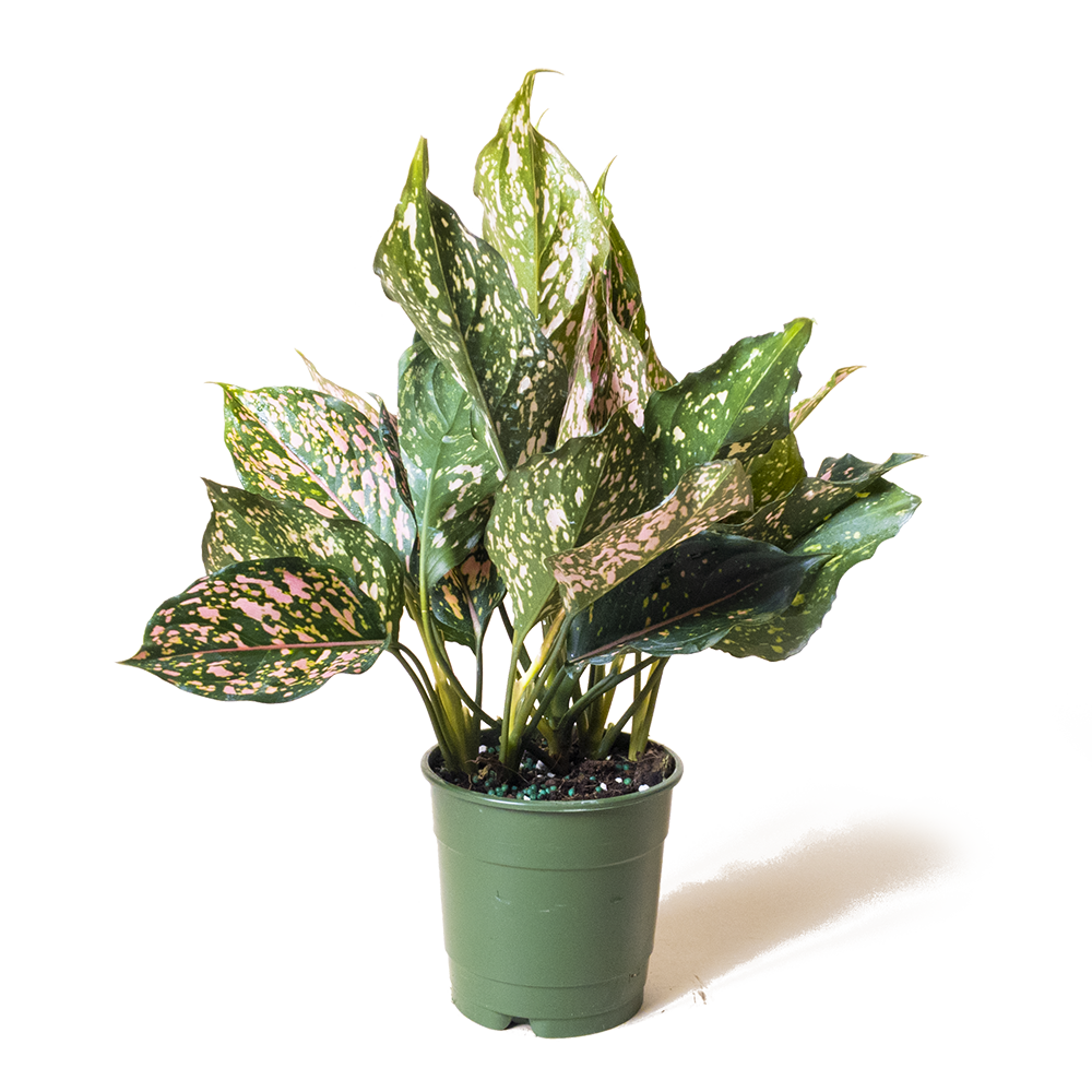 A potted Aglaonema Pink Dalmation 5 Inch Pot plant from Chive Studio 2024 sits against a transparent background, its foliage varying in pattern and shade.