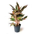 A potted Aglaonema Siam Pink 8 Inch Pot from Chive Studio 2024 with elongated, green leaves featuring pink and cream streaks, isolated against a white background.