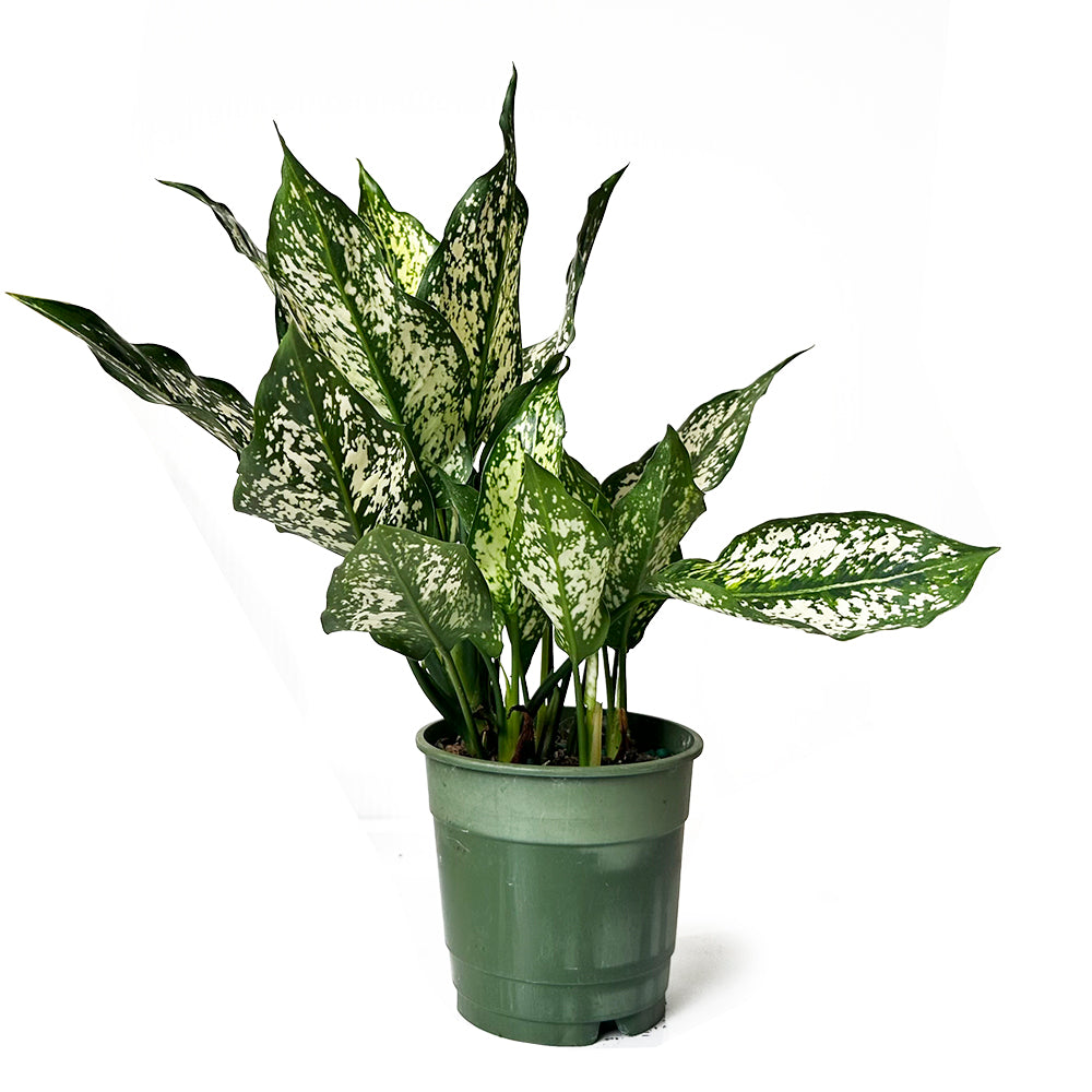 An air-purifying potted Aglaonema Spring Snow plant with variegated green and white leaves, isolated on a white background. Brand: Chive Studio 2024