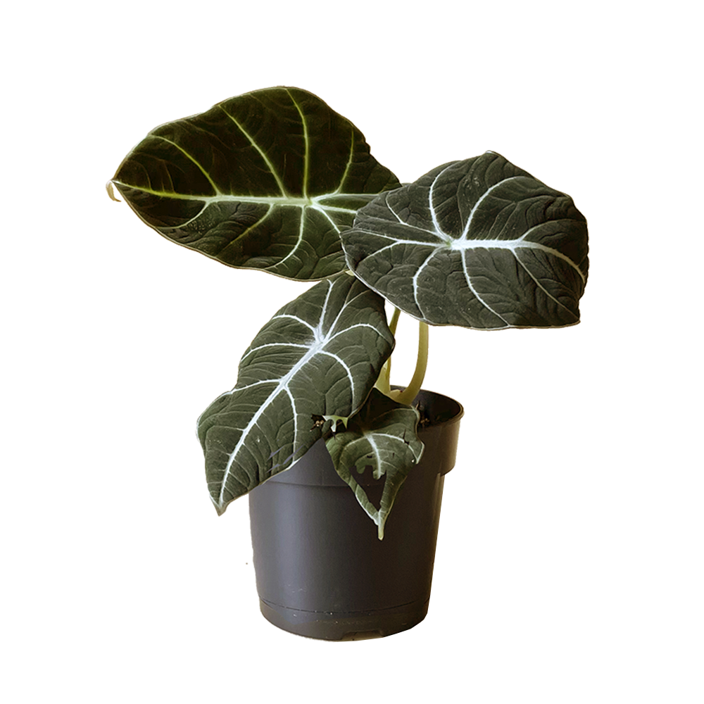 Alocasia Black Velvet 5 Inch Pot by Chive Studio 2024, with large, dark green leaves featuring prominent white veins, potted in a black pot against a beige striped background, ideal for indoor gardening.