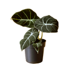 Alocasia Black Velvet 5 Inch Pot by Chive Studio 2024, with large, dark green leaves featuring prominent white veins, potted in a black pot against a beige striped background, ideal for indoor gardening.