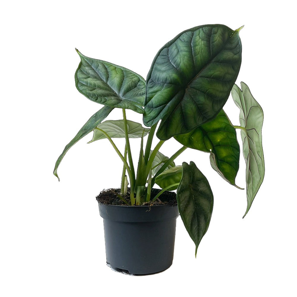 A Alocasia Dragon Scale 5 Inch Pot plant with large, glossy, heart-shaped leaves, displayed against a solid black background. The leaves have prominent veins and a slight sheen. This air-purifying indoor Chive Studio 2024.