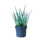 Aloe Blue Elf 5 Inch Pot - Chive Plant Studio - Plants - Chive Studio 2024