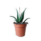 Aloe Blue Hybrid 5 Inch Pot - Chive Plant Studio - Plants - Chive Studio 2024