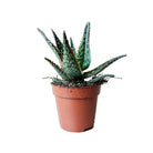 Aloe Piranha 5 Inch Pot - Chive Plant Studio - Plants - Chive Studio 2024