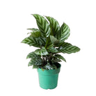 Calathea Freddie 5 Inch Pot - Chive Plant Studio - Plants - Chive Studio 2024