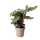 Calathea Makoyana 5 Inch Pot - Chive Plant Studio - Plants - Chive Studio 2024