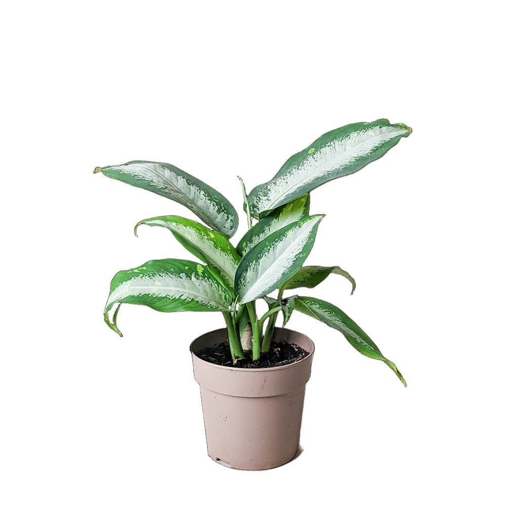 Dieffenbachia Camouflage 5 Inch Pot - Chive Plant Studio - Plants - Chive Studio 2024