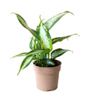 Dieffenbachia Panther 5 Inch Pot - Chive Plant Studio - Plants - Chive Studio 2024