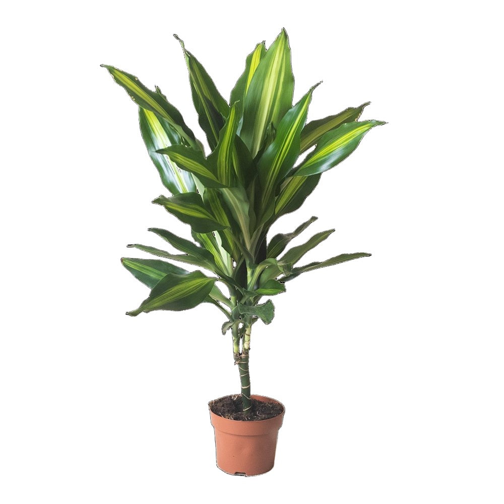 Dracaena Cintho 5 Inch Pot - Chive Plant Studio - Plants - Chive Studio 2024