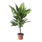 Dracaena Cintho 5 Inch Pot - Chive Plant Studio - Plants - Chive Studio 2024