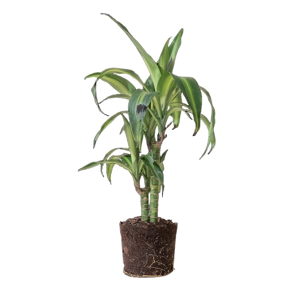 Dracaena Hawaiian Sunshine 5 Inch Pot - Chive Plant Studio - Plants - Chive Studio 2024