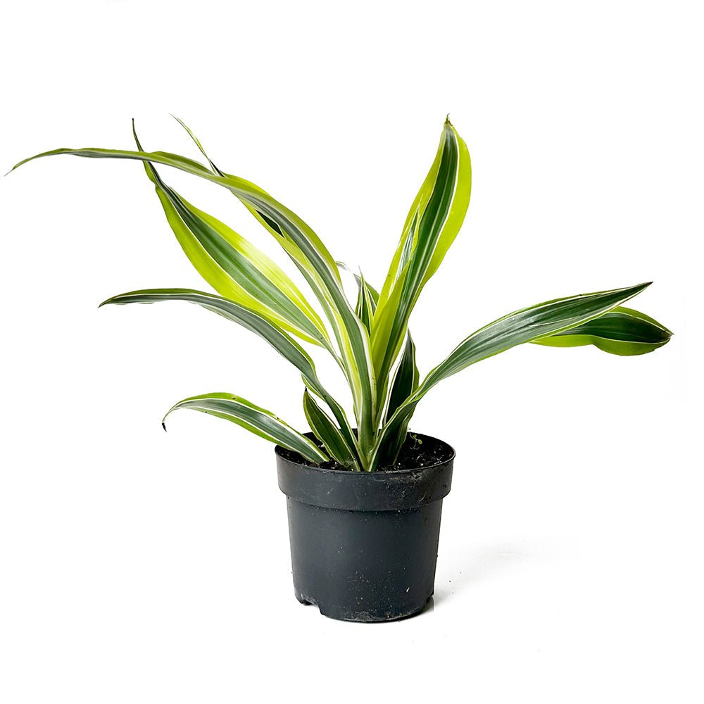 Dracaena Lemon Lime 5 Inch Pot - Chive Plant Studio - Plants - Chive Studio 2024