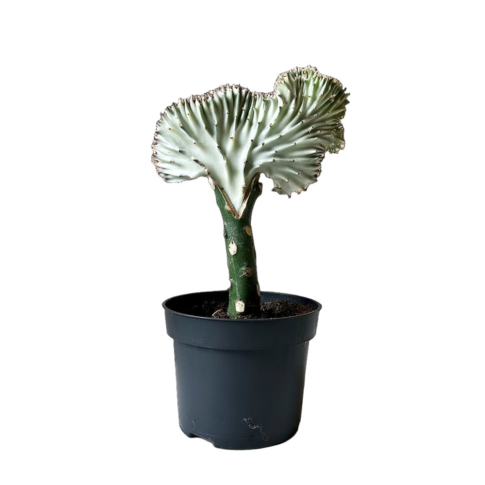 Euphorbia Lactea 5 Inch Pot - Chive Plant Studio - Plants - Chive Studio 2024