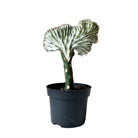 Euphorbia Lactea 5 Inch Pot - Chive Plant Studio - Plants - Chive Studio 2024