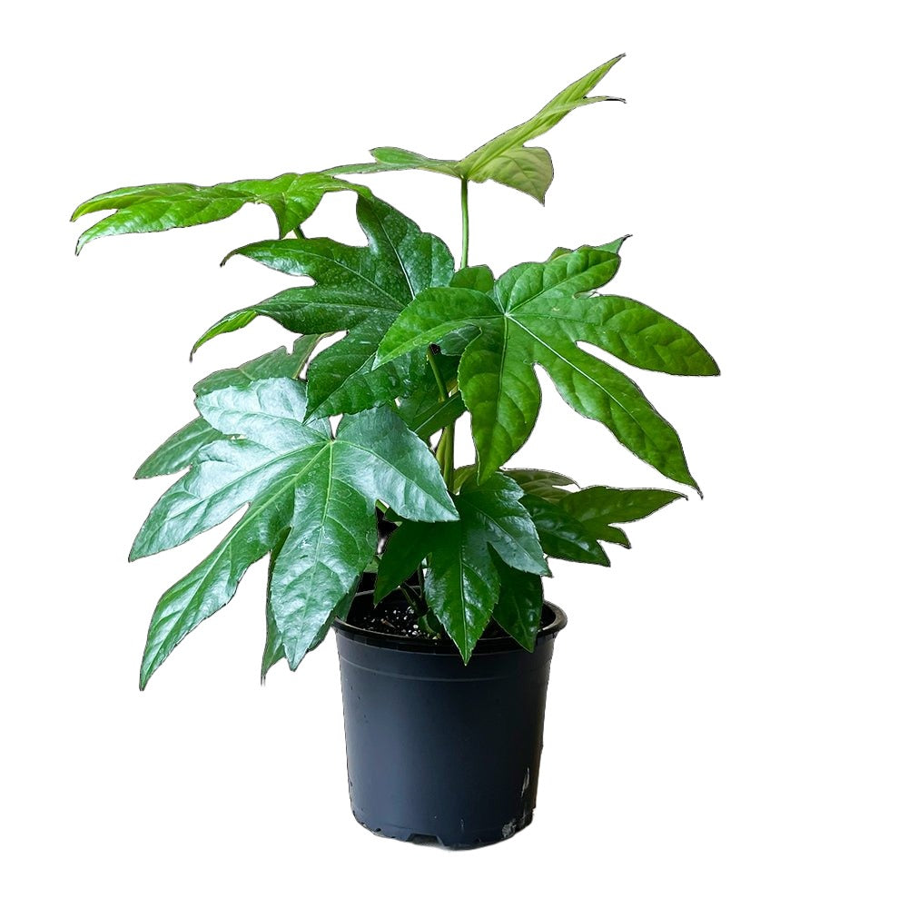 Fatsia Japonica 5 Inch Pot - Chive Plant Studio - Plants - Chive Studio 2024