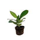 Ficus Audrey 5 Inch Pot - Chive Plant Studio - Plants - Chive Studio 2024