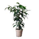 Ficus Benjamina 5 Inch Pot - Chive Plant Studio - Plants - Chive Studio 2024