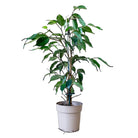 Ficus Benjamina Danielle 5 Inch Pot - Chive Plant Studio - Plants - Chive Studio 2024