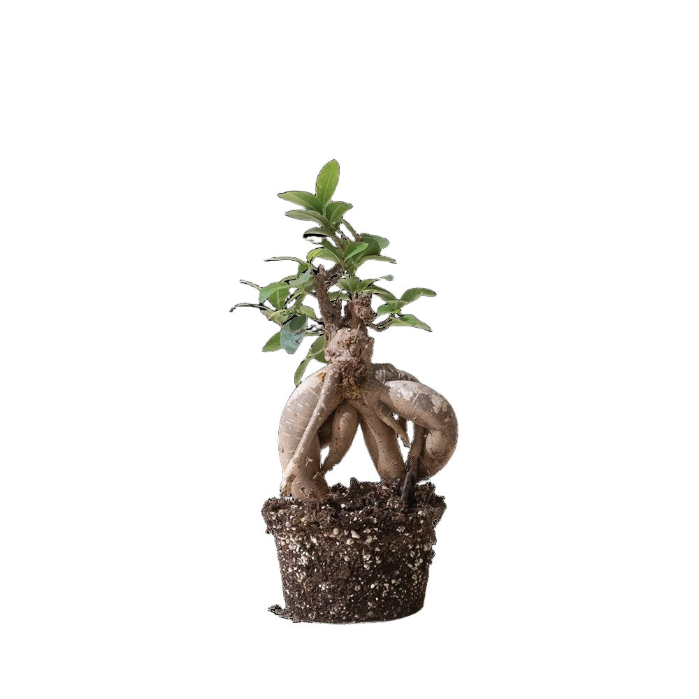 Ficus Ginseng Bonsai 5 Inch Pot - Chive Plant Studio - Plants - Chive Studio 2024