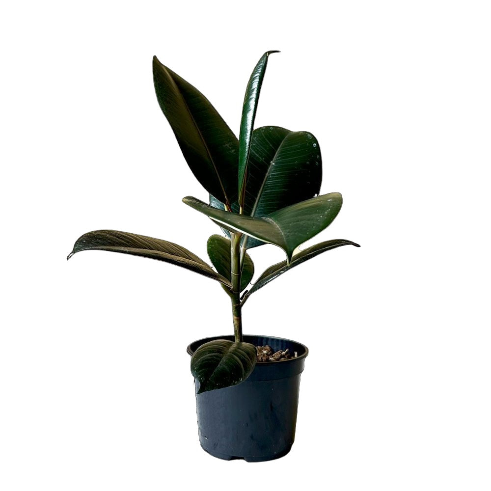 Ficus Elastica Burgundy 5 Inch Pot - Chive Plant Studio - Plants - Chive Studio 2024