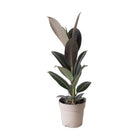 Ficus Elastica Melany 5 Inch Pot - Chive Plant Studio - Plants - Chive Studio 2024