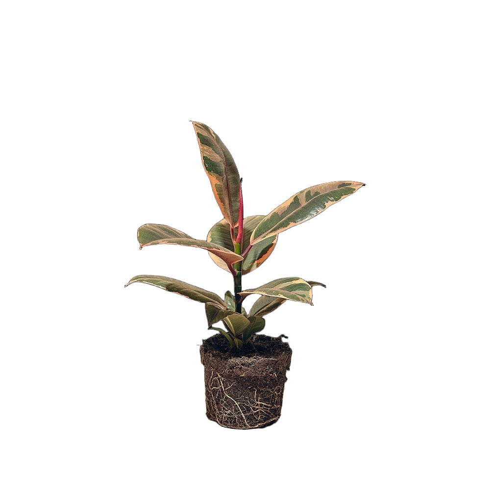 Ficus Elastica Ruby 5 Inch Pot - Chive Plant Studio - Plants - Chive Studio 2024