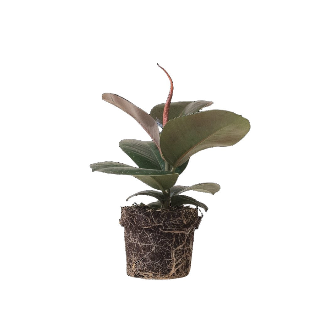 Ficus Elastica Sophia 5 Inch Pot - Chive Plant Studio - Plants - Chive Studio 2024