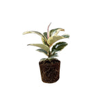 Ficus Elastica Tineke 5 Inch Pot - Chive Plant Studio - Plants - Chive Studio 2024