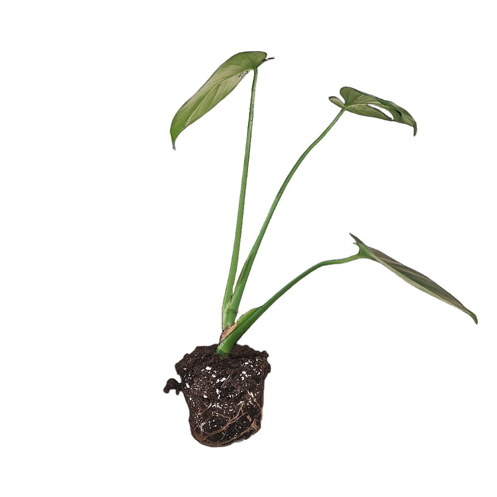 Monstera Deliciosa 5 Inch Pot - Chive Plant Studio - Plants - Chive Studio 2024