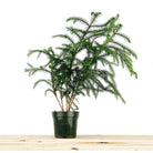 Norfolk Pine 5 Inch Pot - Chive Plant Studio - Plants - Chive Studio 2024