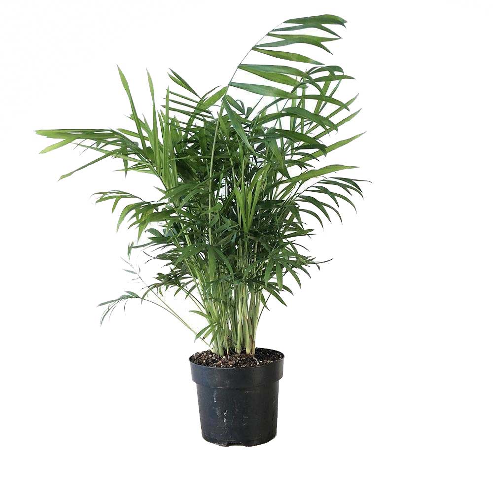 Tall 10 inch Palm Parlor in a black grower pot, Best Tall Plants Toronto | Chive.ca