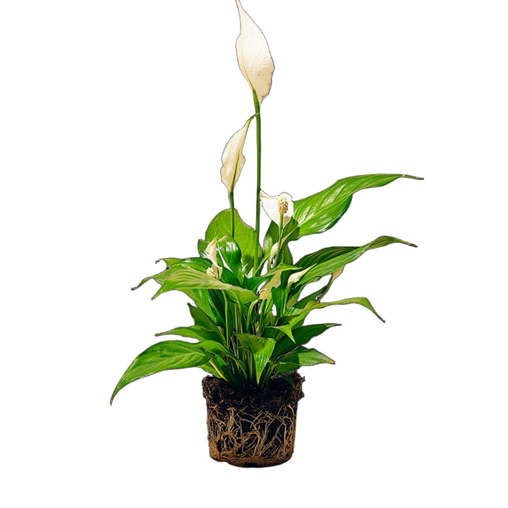 Peace Lily 5 Inch Pot - Chive Plant Studio - Plants - Chive Studio 2024