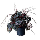 Peperomia Red Luna 5 Inch Pot - Chive Plant Studio - Plants - Chive Studio 2024