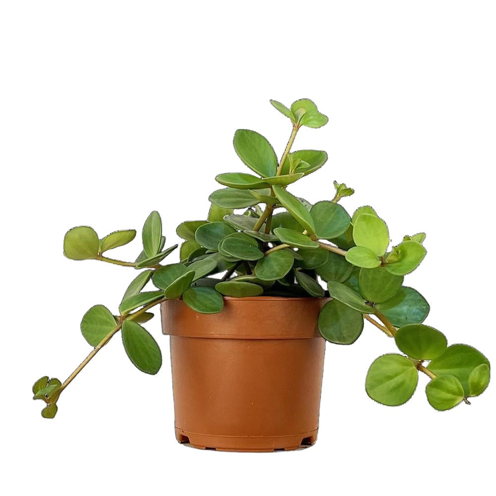 Peperomia Hope 5 Inch Pot - Chive Plant Studio - Plants - Chive Studio 2024