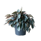 Peperomia Napoli Nights 5 Inch Pot - Chive Plant Studio - Plants - Chive Studio 2024