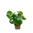 Peperomia Raindrop 5 Inch Pot - Chive Plant Studio - Plants - Chive Studio 2024