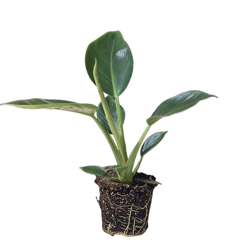 Philodendron Green Diamond 5 Inch Pot - Chive Plant Studio - Plants - Chive Studio 2024