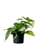 The Philodendron Heartleaf 5 Inch - Potted features vibrant green, heart-shaped leaves in a black plastic pot, isolated on a transparent background—ideal for indoor spaces and valued for its natural air-purifying abilities.