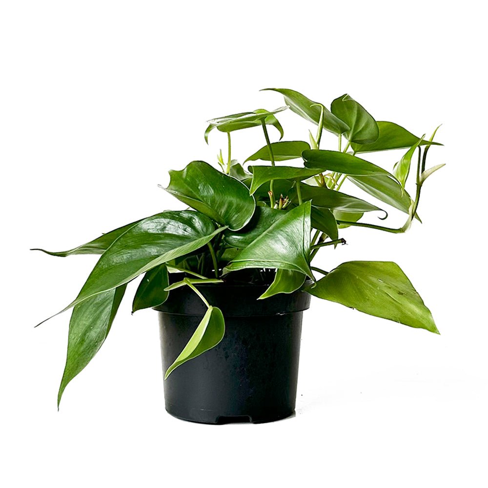 Philodendron Heartleaf 5 Inch Pot - Chive Plant Studio - Plants - Chive Studio 2024