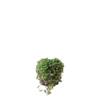 Pilea Depressa Sao Paulo 5 Inch Pot - Chive Plant Studio - Plants - Chive Studio 2024