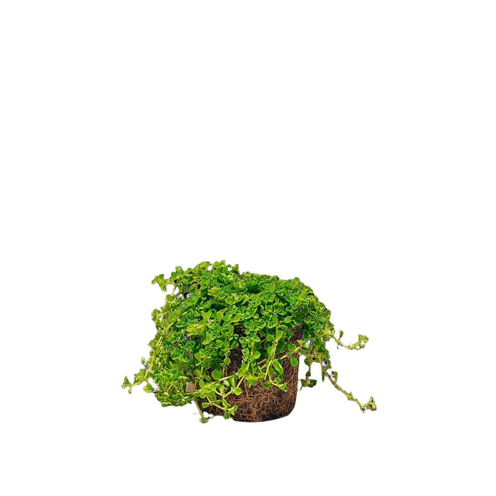 Pilea Depressa 5 Inch Pot - Chive Plant Studio - Plants - Chive Studio 2024