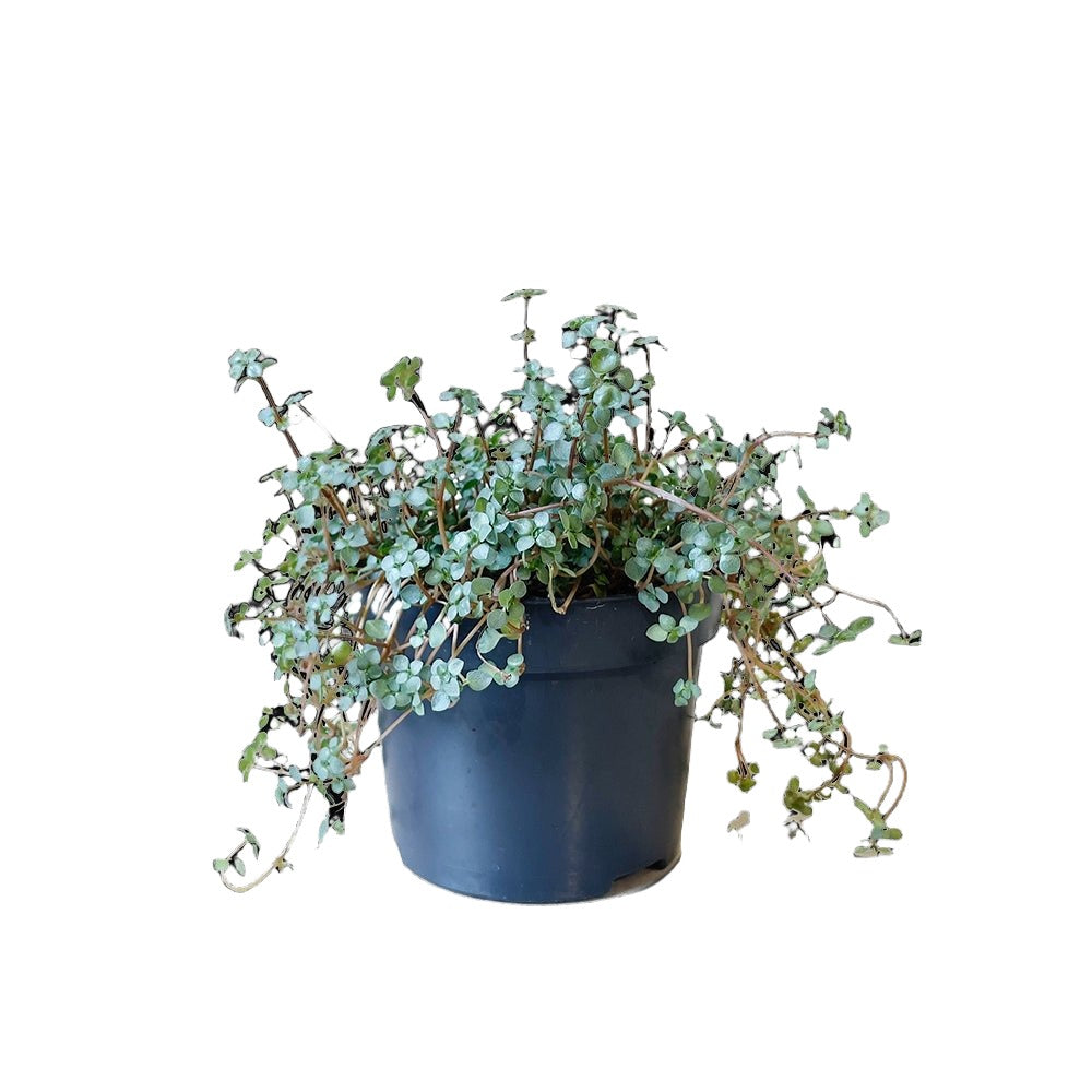 Pilea Glauca Aquamarine 5 Inch Pot - Chive Plant Studio - Plants - Chive Studio 2024